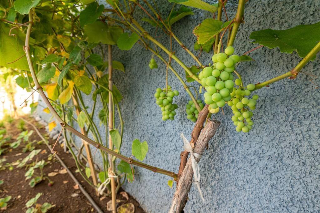 Cottage Pearl - Rural Holiday Experience By Seapearl بول دو مار المظهر الخارجي الصورة